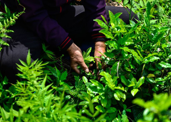 Tongmu Lapsang Souchong Black Tea