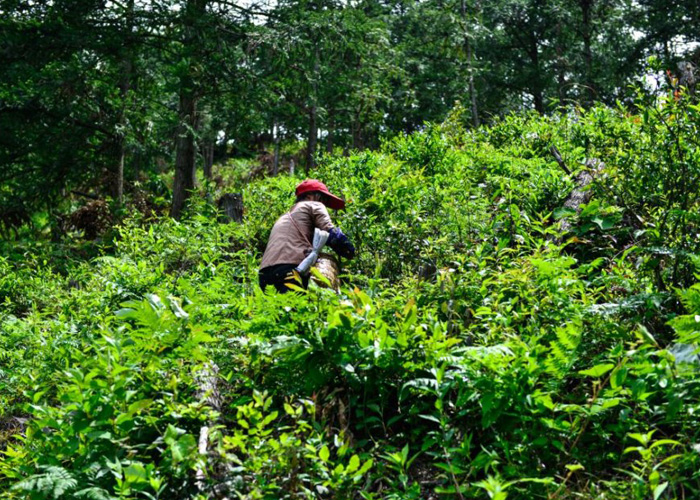 Tongmu Lapsang Souchong Black Tea