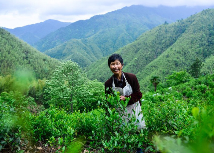 Tongmu Lapsang Souchong Black Tea