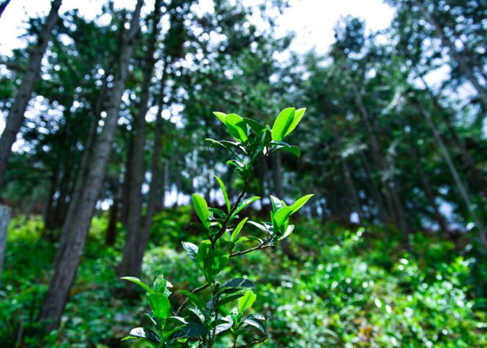 Tongmu Lapsang Souchong Black Tea