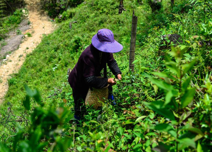 Tongmu Lapsang Souchong Black Tea