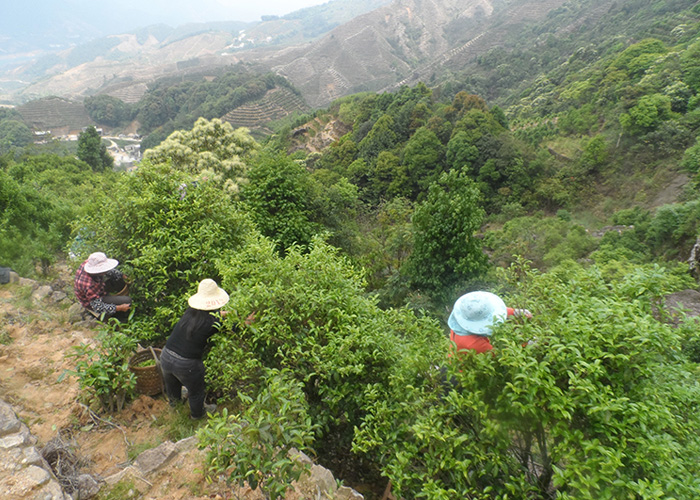 Xing Ren Xiang (Almond Aroma) Dan Cong Oolong