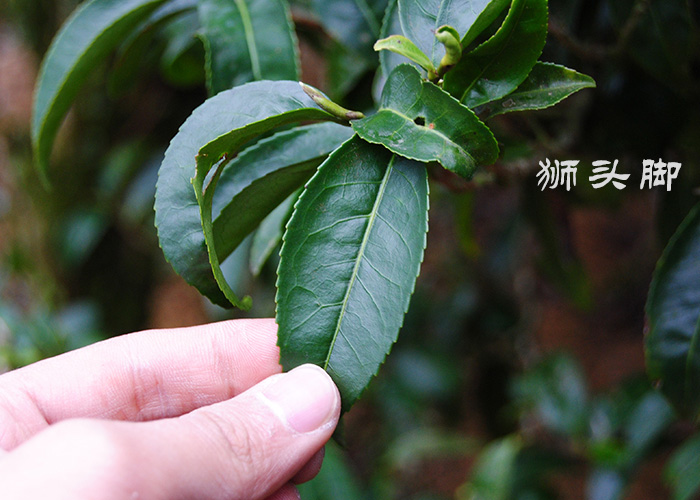 Xing Ren Xiang (Almond Aroma) Dan Cong Oolong