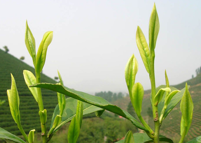 Anji Bai Cha (Anji White Tea)