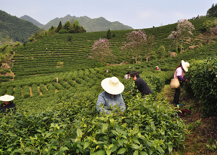 Ting Xi Lan Xiang (Orchid Fragrance) Green Tea