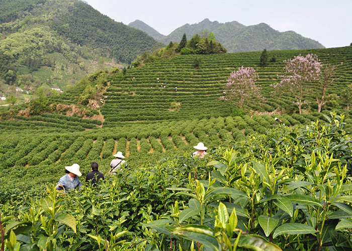 Ting Xi Lan Xiang (Orchid Fragrance) Green Tea