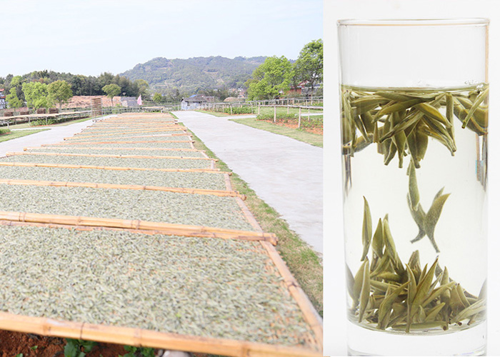 Bai Hao Yin Zhen (Silver Needle White Tea)