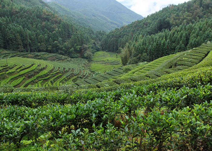 Da Hong Pao (Big Red Robe) Wuyi Rock Oolong