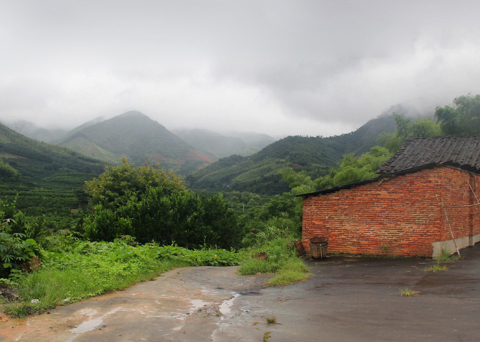 Da Hong Pao (Big Red Robe) Wuyi Rock Oolong