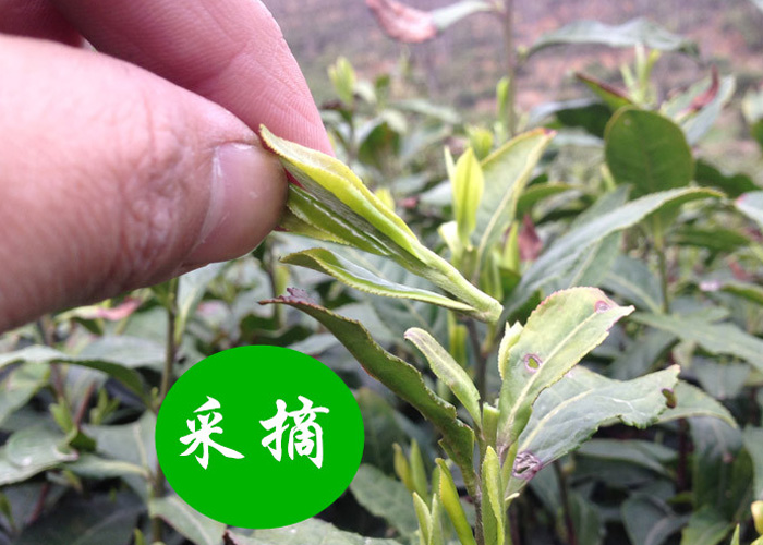 Huo Shan Huang Ya (Yellow Buds)