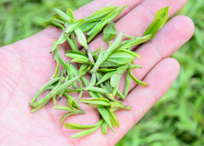 Huo Shan Huang Ya (Yellow Buds)