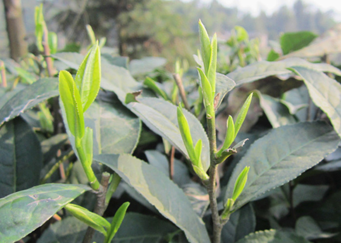 Jun Shan Yin Zhen (Silver Needle Tea)