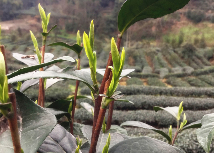 Jun Shan Yin Zhen (Silver Needle Tea)