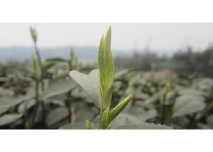 Jun Shan Yin Zhen (Silver Needle Tea)